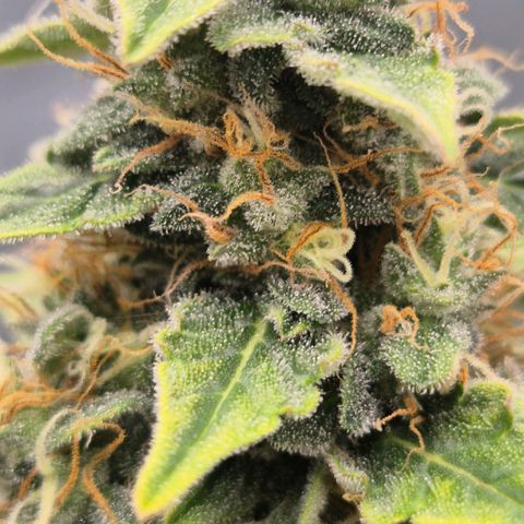 Ghost Train Haze (77-84 Tage) growlog timeline photo
