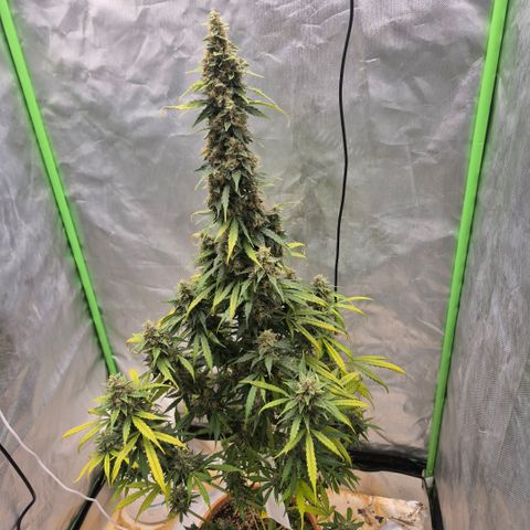 Ghost Train Haze (77-84 Tage) growlog timeline photo