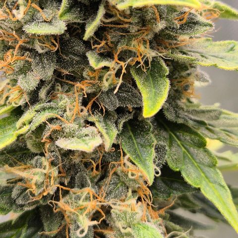 Ghost Train Haze (77-84 Tage) growlog timeline photo