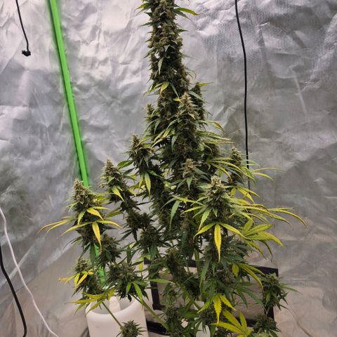 Ghost Train Haze (77-84 Tage) growlog timeline photo