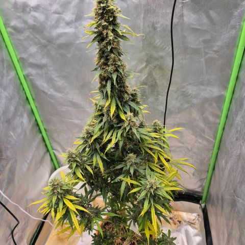 Ghost Train Haze (77-84 Tage) growlog timeline photo