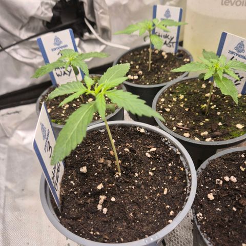 Sticky beast 👹👹👹( zamnesia) #3 growlog timeline photo