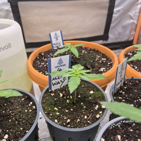 Milky way  🌌🌌🌌🌌 (hybrid) #4 growlog timeline photo