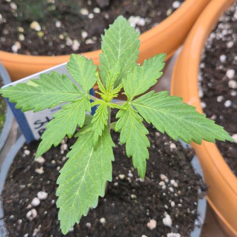 Sticky beast 👹👹👹( zamnesia) #2 growlog timeline photo
