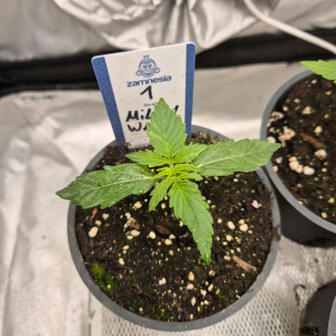 Milky way  🌌🌌🌌🌌 (hybrid) #1 growlog timeline photo