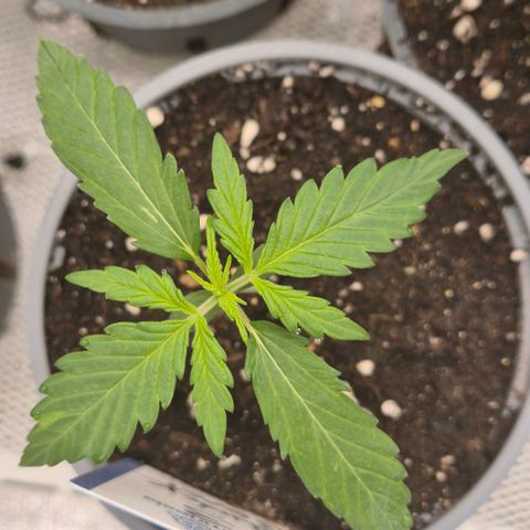 Sticky beast 👹👹👹( zamnesia) #3 growlog timeline photo