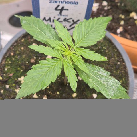 Milky way  🌌🌌🌌🌌 (hybrid) #4 growlog timeline photo