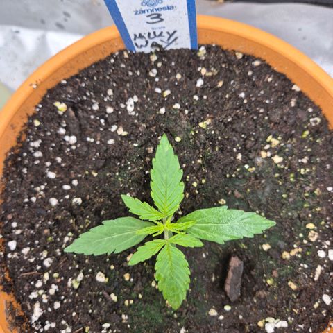 Milky way  🌌🌌🌌🌌 (hybrid) #3 growlog timeline photo