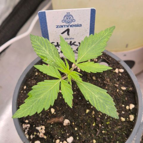 Sticky beast 👹👹👹( zamnesia) #1 growlog timeline photo