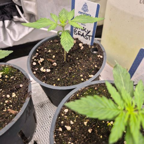 Sticky beast 👹👹👹( zamnesia) #1 growlog timeline photo