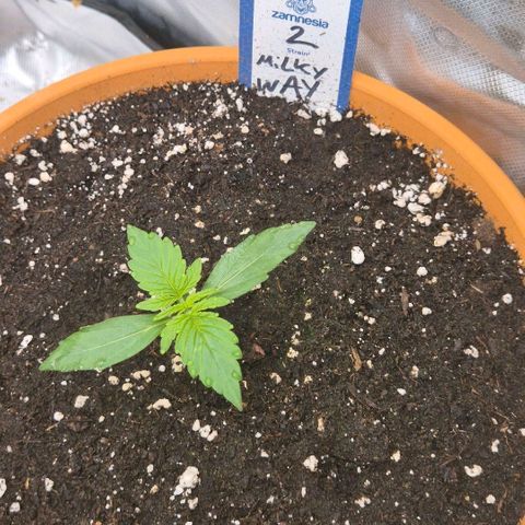 Milky way  🌌🌌🌌🌌 (hybrid) #2 links growlog timeline photo