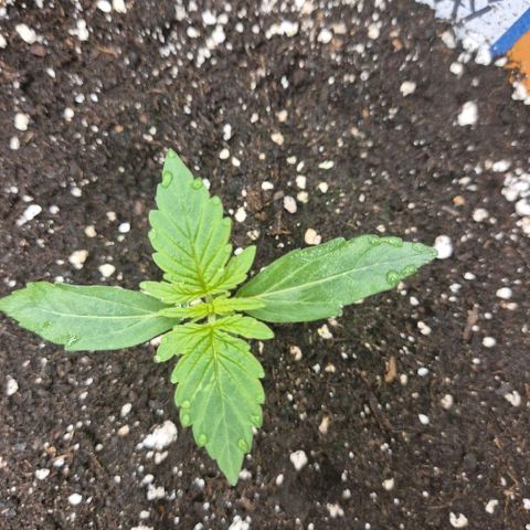 Milky way  🌌🌌🌌🌌 (hybrid) #2 links growlog timeline photo