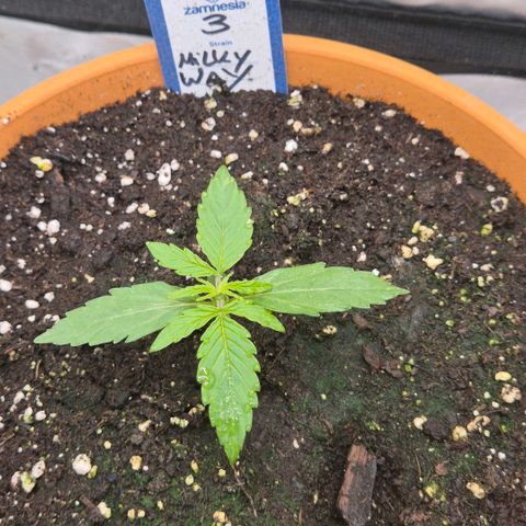 Milky way  🌌🌌🌌🌌 (hybrid) #3 growlog timeline photo