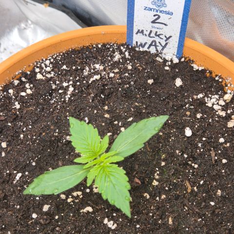 Milky way  🌌🌌🌌🌌 (hybrid) #2 links growlog timeline photo