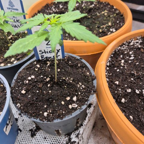 Sticky beast 👹👹👹( zamnesia) #2 growlog timeline photo