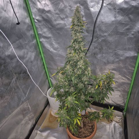 Ghost Train Haze (77-84 Tage) growlog timeline photo