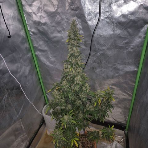Ghost Train Haze (77-84 Tage) growlog timeline photo
