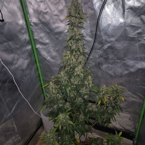 Ghost Train Haze (77-84 Tage) growlog timeline photo