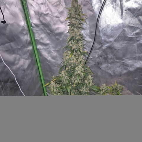 Ghost Train Haze (77-84 Tage) growlog timeline photo
