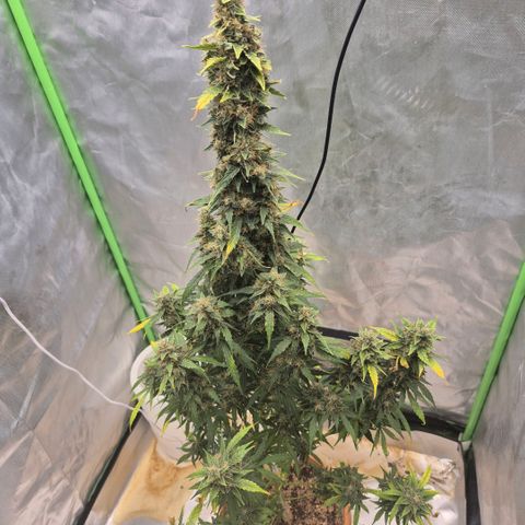 Ghost Train Haze (77-84 Tage) growlog timeline photo