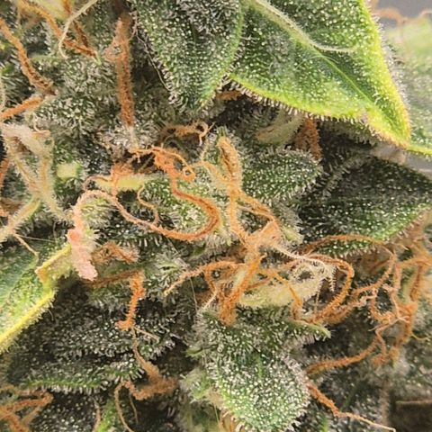 Ghost Train Haze (77-84 Tage) growlog timeline photo
