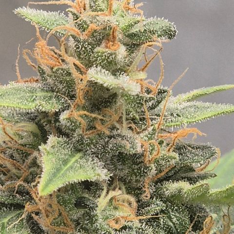 Ghost Train Haze (77-84 Tage) growlog timeline photo