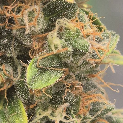 Ghost Train Haze (77-84 Tage) growlog timeline photo