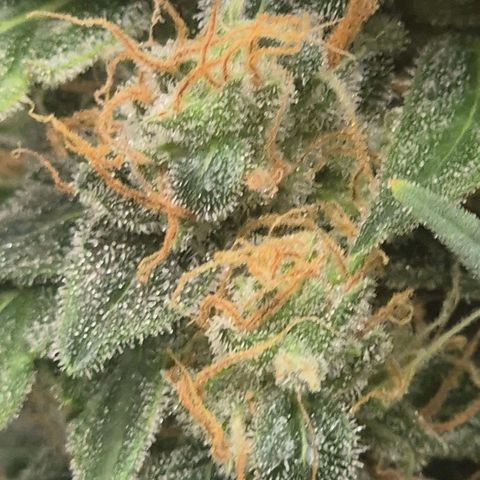 Ghost Train Haze (77-84 Tage) growlog timeline photo