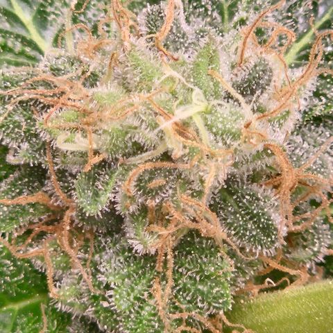 Ghost Train Haze (77-84 Tage) growlog timeline photo