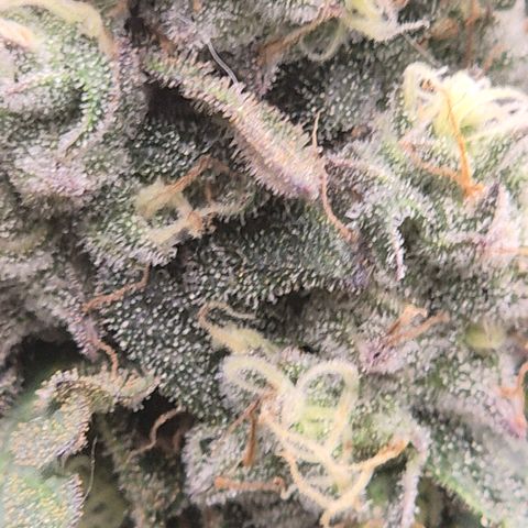 Ghost Train Haze (77-84 Tage) growlog timeline photo