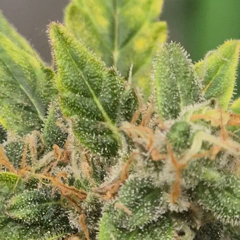 Ghost Train Haze (77-84 Tage) growlog timeline photo