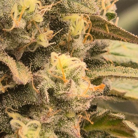 Ghost Train Haze (77-84 Tage) growlog timeline photo