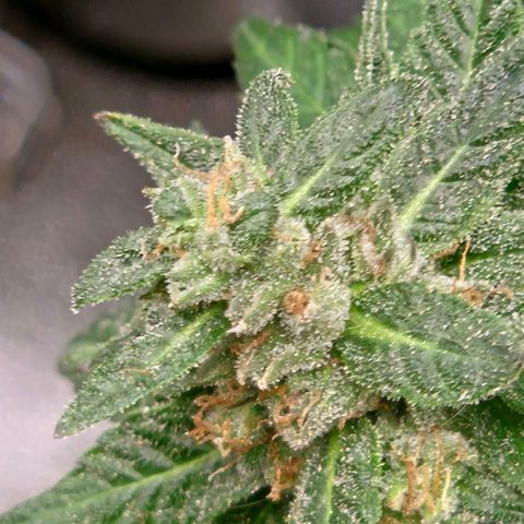 Ghost Train Haze (77-84 Tage) growlog timeline photo