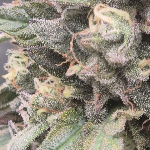 Ghost Train Haze (77-84 Tage) growlog timeline photo