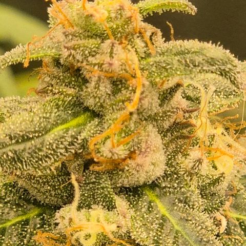 Ghost Train Haze (77-84 Tage) growlog timeline photo