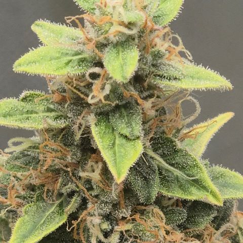 Ghost Train Haze (77-84 Tage) growlog timeline photo
