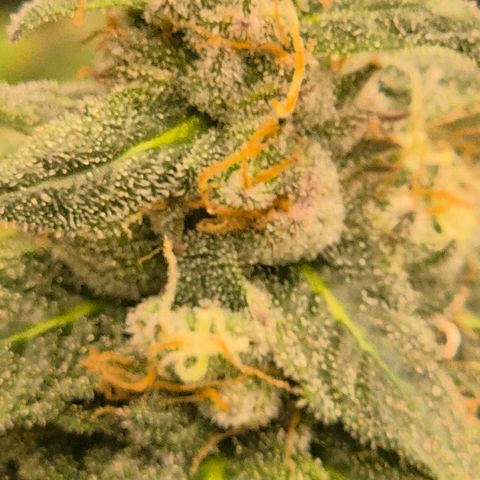 Ghost Train Haze (77-84 Tage) growlog timeline photo