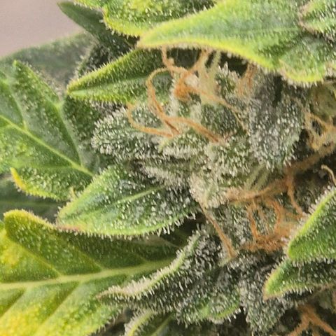 Ghost Train Haze (77-84 Tage) growlog timeline photo