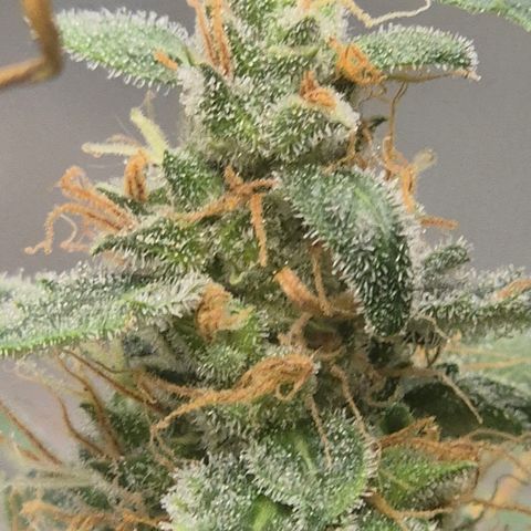 Ghost Train Haze (77-84 Tage) growlog timeline photo