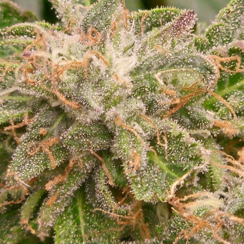 Ghost Train Haze (77-84 Tage) growlog timeline photo