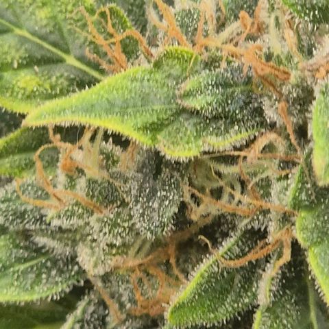 Ghost Train Haze (77-84 Tage) growlog timeline photo