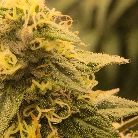 Ghost Train Haze (77-84 Tage) growlog timeline photo