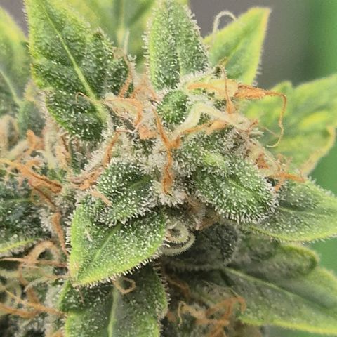 Ghost Train Haze (77-84 Tage) growlog timeline photo