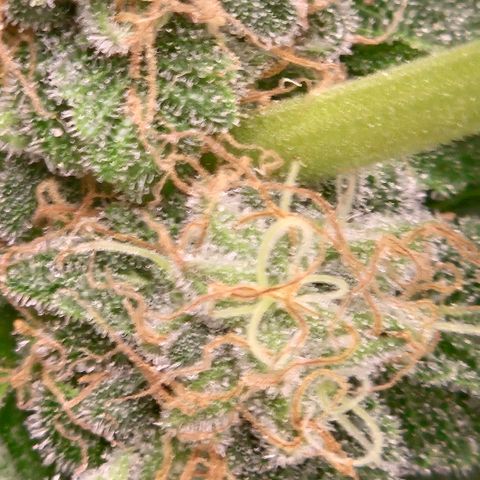 Ghost Train Haze (77-84 Tage) growlog timeline photo