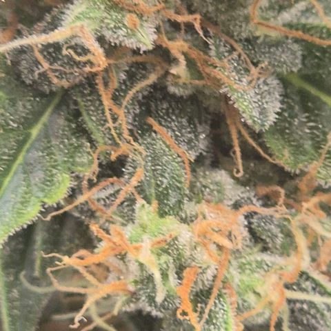 Ghost Train Haze (77-84 Tage) growlog timeline photo