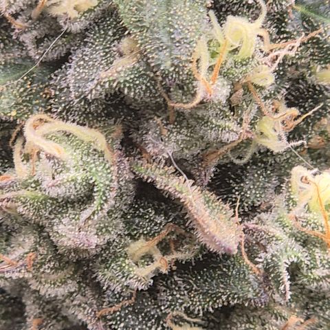 Ghost Train Haze (77-84 Tage) growlog timeline photo