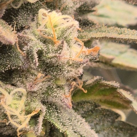 Ghost Train Haze (77-84 Tage) growlog timeline photo