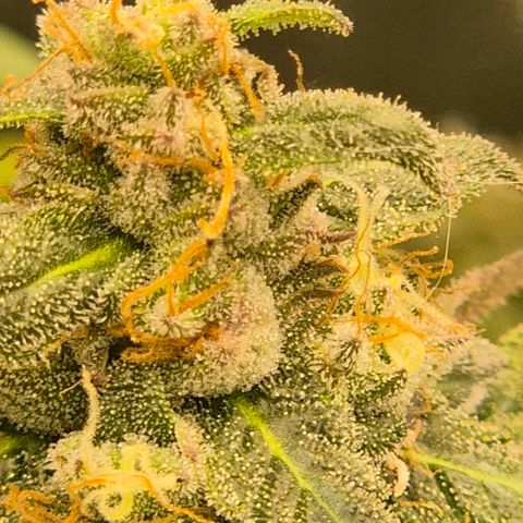 Ghost Train Haze (77-84 Tage) growlog timeline photo