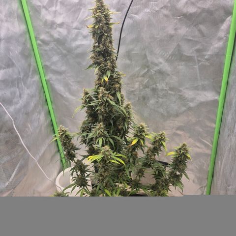 Ghost Train Haze (77-84 Tage) growlog timeline photo