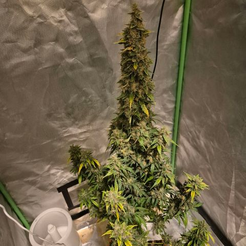 Ghost Train Haze (77-84 Tage) growlog timeline photo